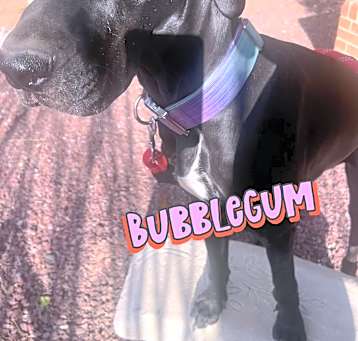 Photo of Bubblegum