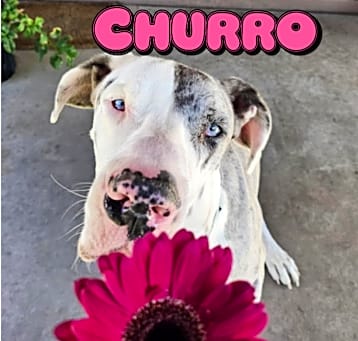 Photo of Churro