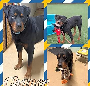 Photo of Chance