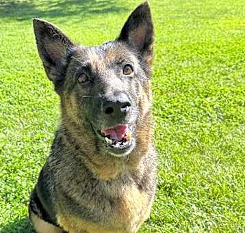 Photo of Callie 6789