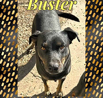 Photo of Buster