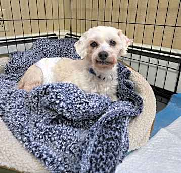 Photo of Odie