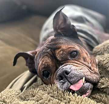 Photo of Sweet Pea