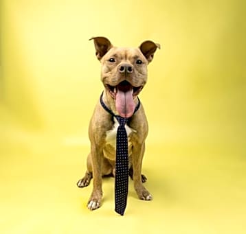 Photo of Eduardo (foster)