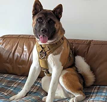 Photo of Akira