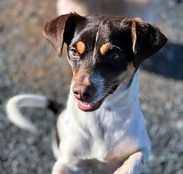 Photo of Tootsie