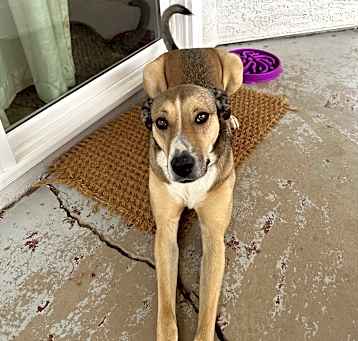 Photo of Koda