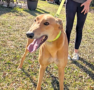 Photo of Duke