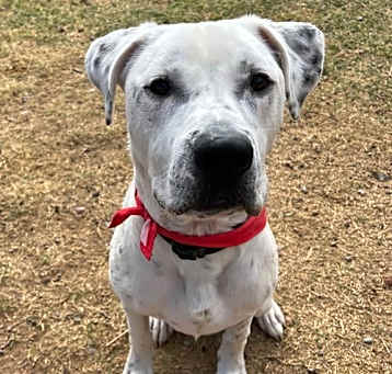 Photo of Atticus