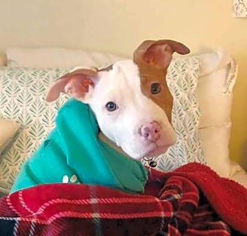 Photo of Venus (puppy)