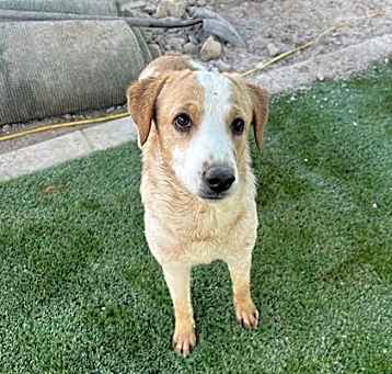 Photo of SARABI