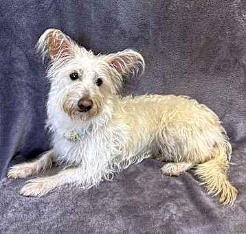 Photo of Lacy