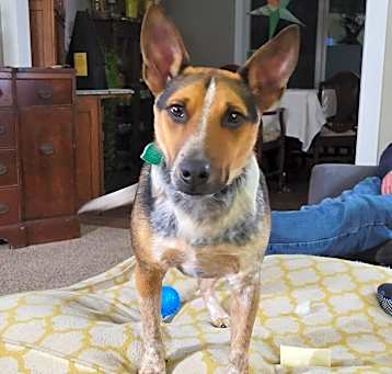 Photo of Fonzie