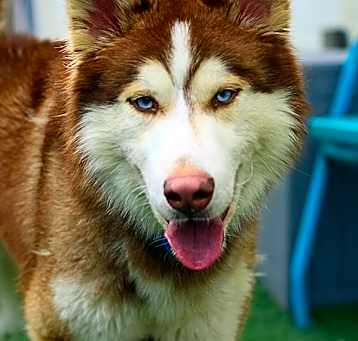 Photo of Odin
