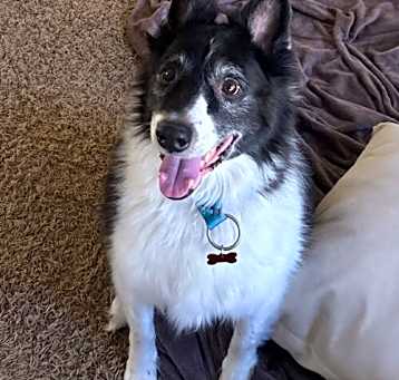 Photo of Brody Wags