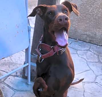 Photo of Rex