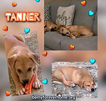 Photo of Tanner