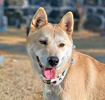 Photo of Bami