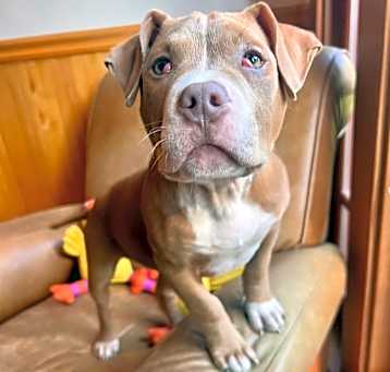 Photo of Marvin Pup