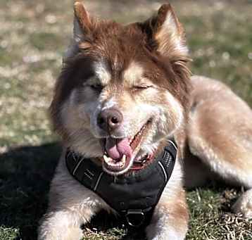 Photo of Ruger