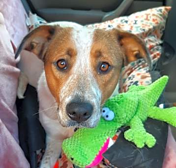 Photo of Gracie - NH