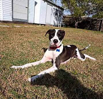 Photo of Max (Snoop Dogg)