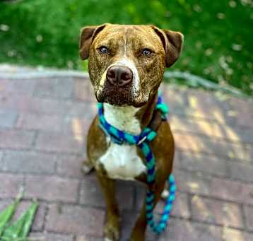 Photo of Ginger (Mimi)