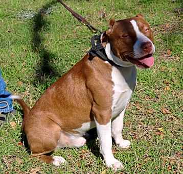 Photo of Rusty
