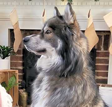 Photo of Bleu