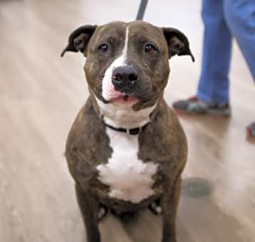Photo of Aspen