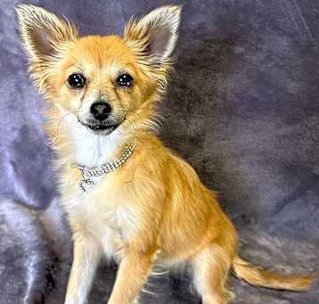 Photo of Foxy