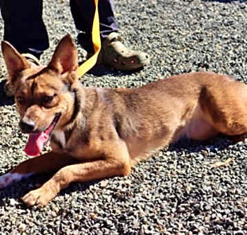 Photo of Starla