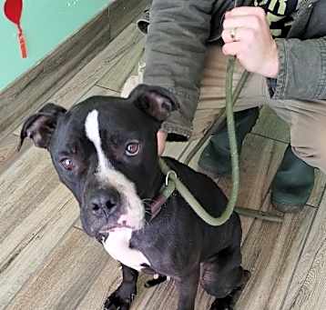 Photo of Daisy