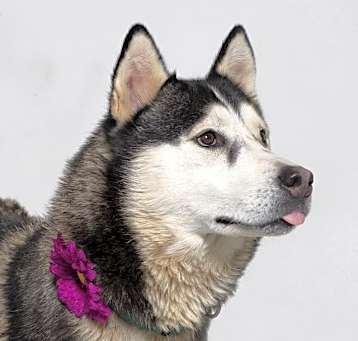 Photo of CALINA