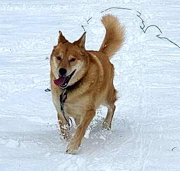Photo of ZCL-D-Sawyer