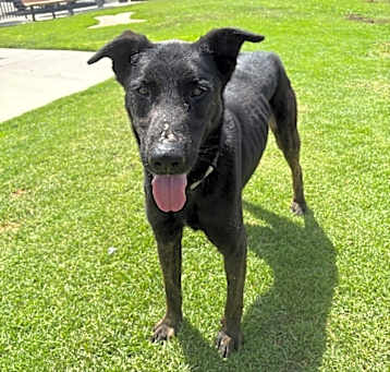 Photo of Marmaduke