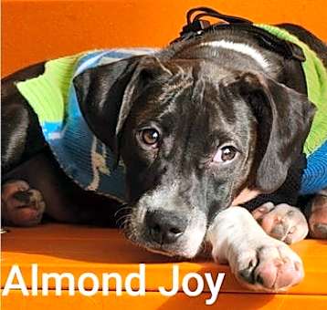 Photo of Almond Joy