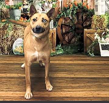 Photo of Gracie