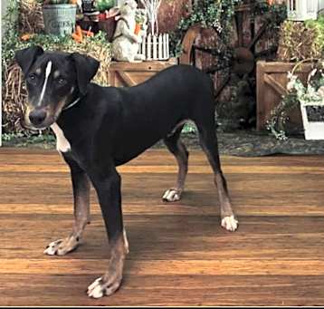 Photo of Shadow