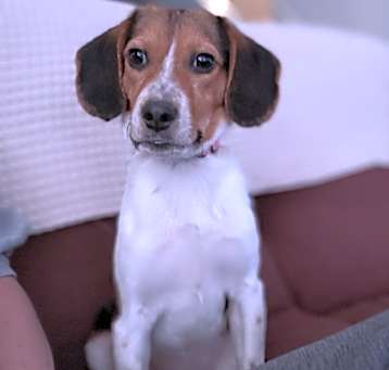 Photo of Daphne