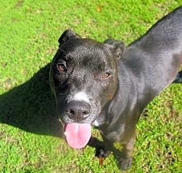 Photo of Toodles