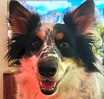 Photo of Pepper - Achilles