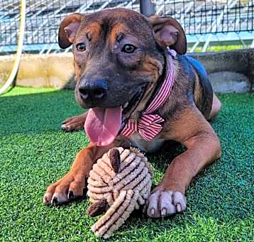 Photo of Cinnamon