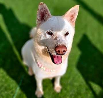 Photo of Buddy