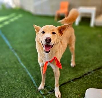 Photo of Cookie
