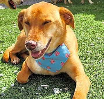 Photo of Toffeenut