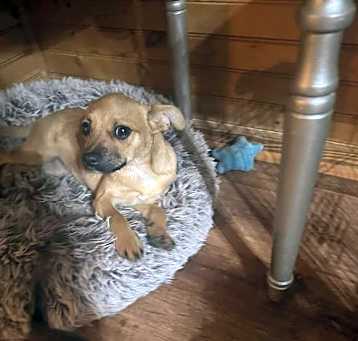 Photo of Jelly Bean