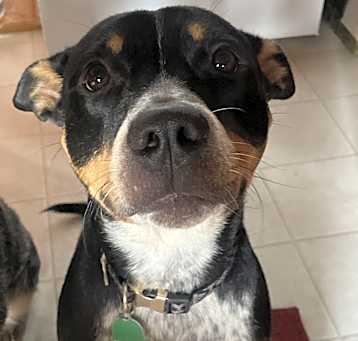 Photo of Olive