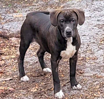 Photo of Hank The Tank