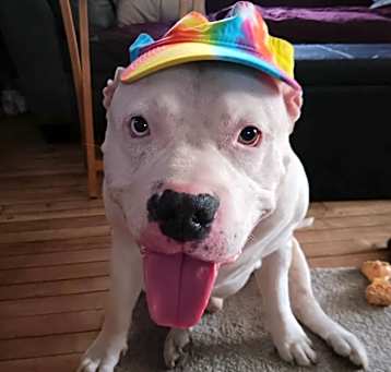 Photo of Bo